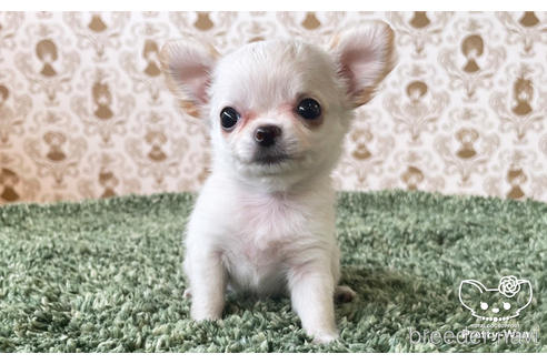 成約済の愛知県のチワワ(ロングコート)-170466の5枚目